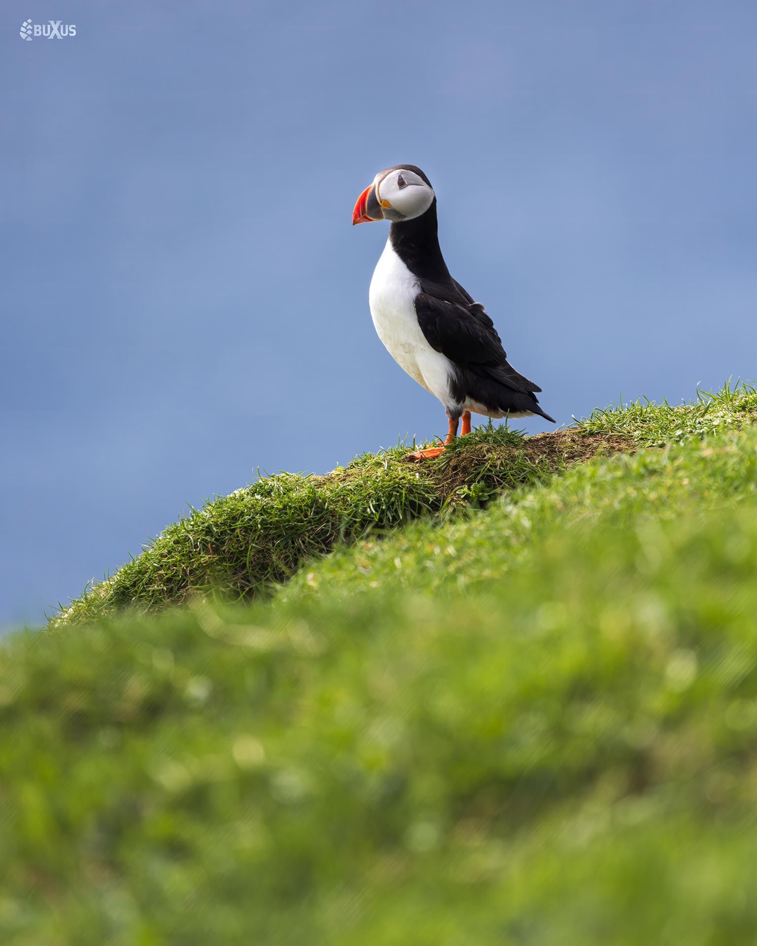Isole Faroe: un viaggio fotografico tra Scogliere, Fiordi e Luci Magiche – Tórshavn