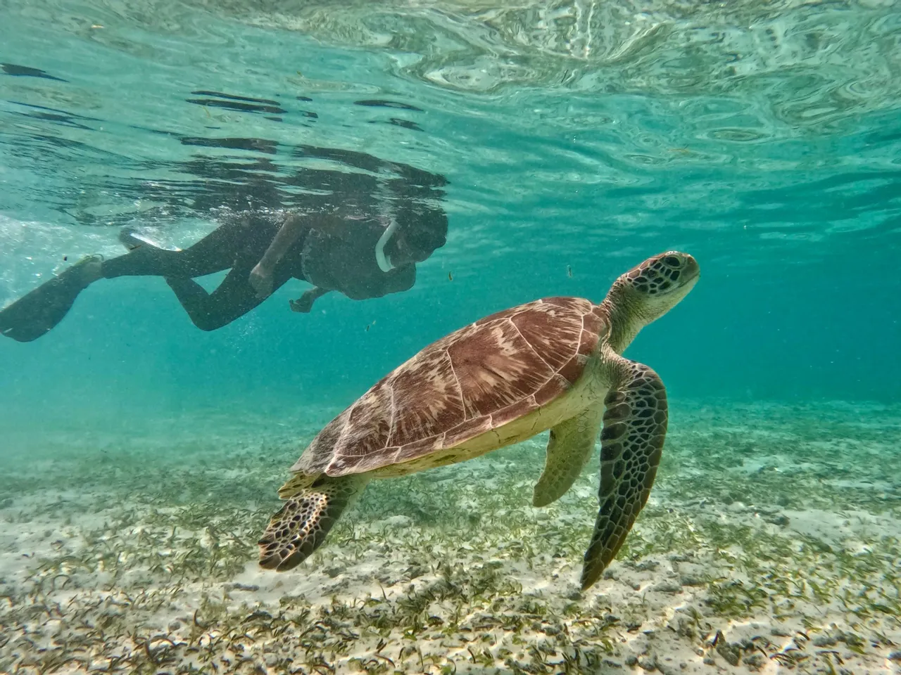 Maldive Beach Life: cinque isole paradisiache tra squali, razze e delfini – Malè