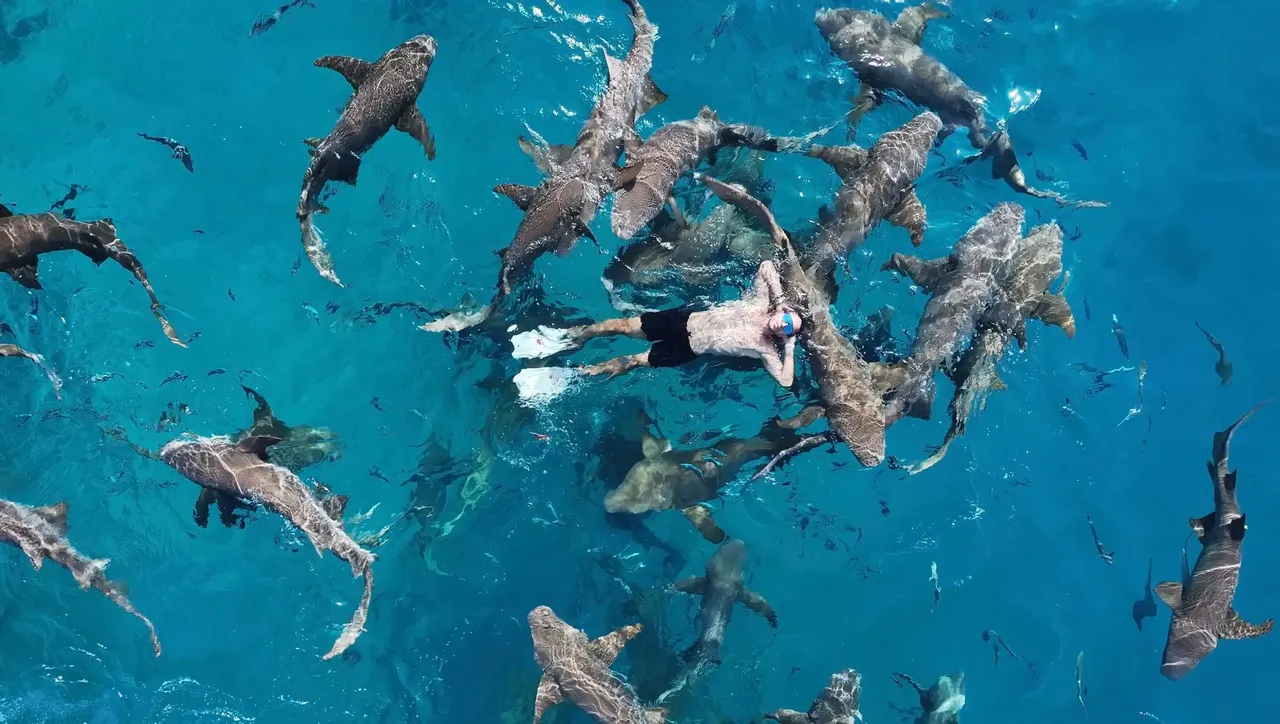 Maldive Beach Life: cinque isole paradisiache tra squali, razze e delfini – Malè