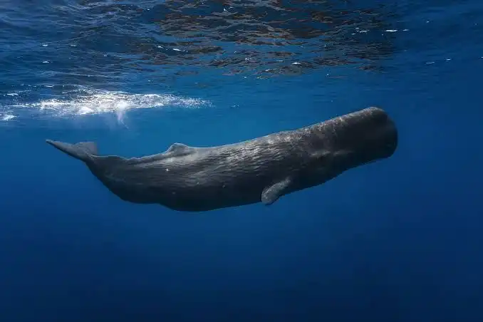 Mauritius Safari: natura selvaggia tra balene, tartarughe e spiagge paradisiache