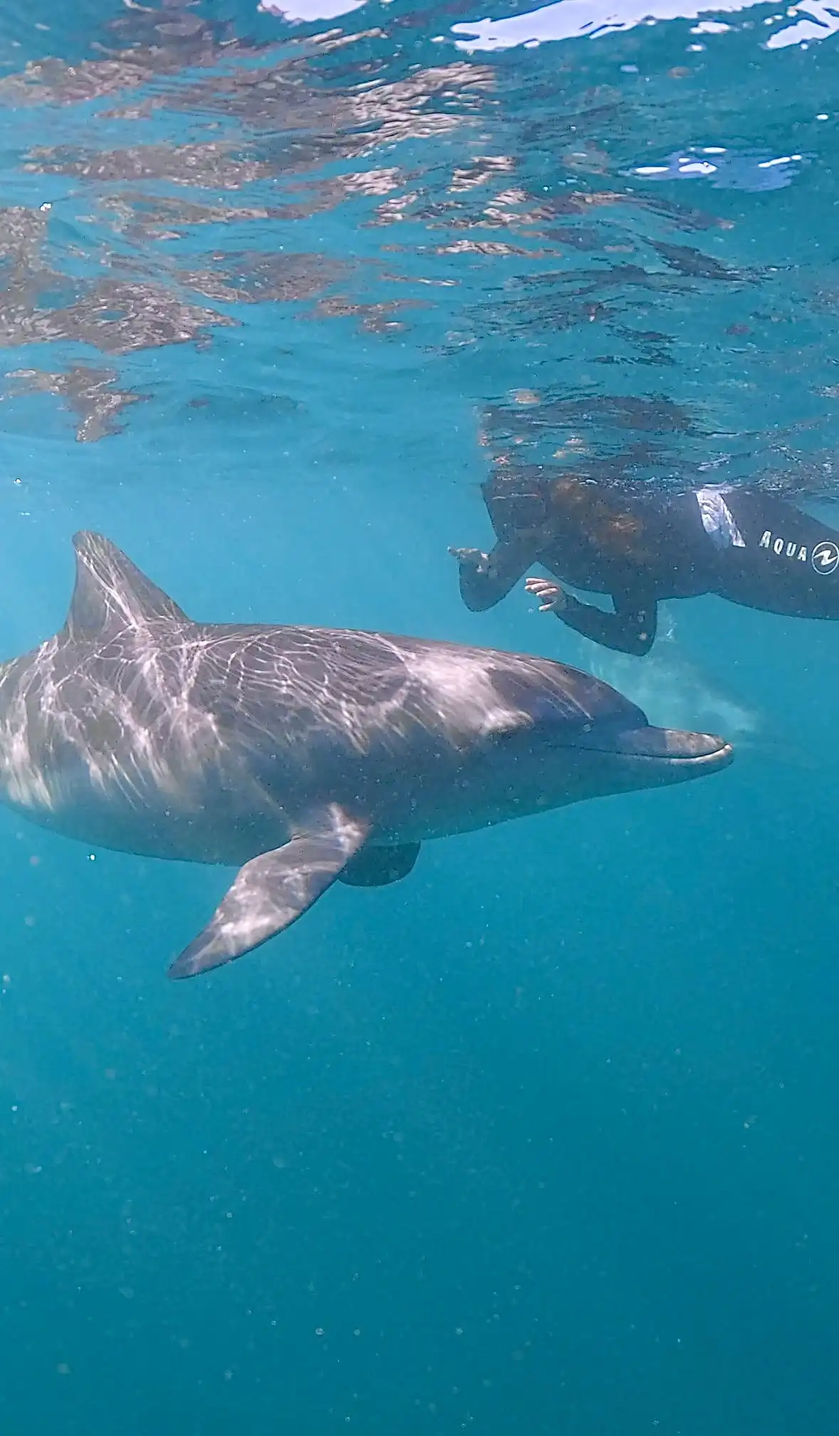 Mauritius Safari: natura selvaggia tra balene, tartarughe e spiagge paradisiache – Flic en Flac