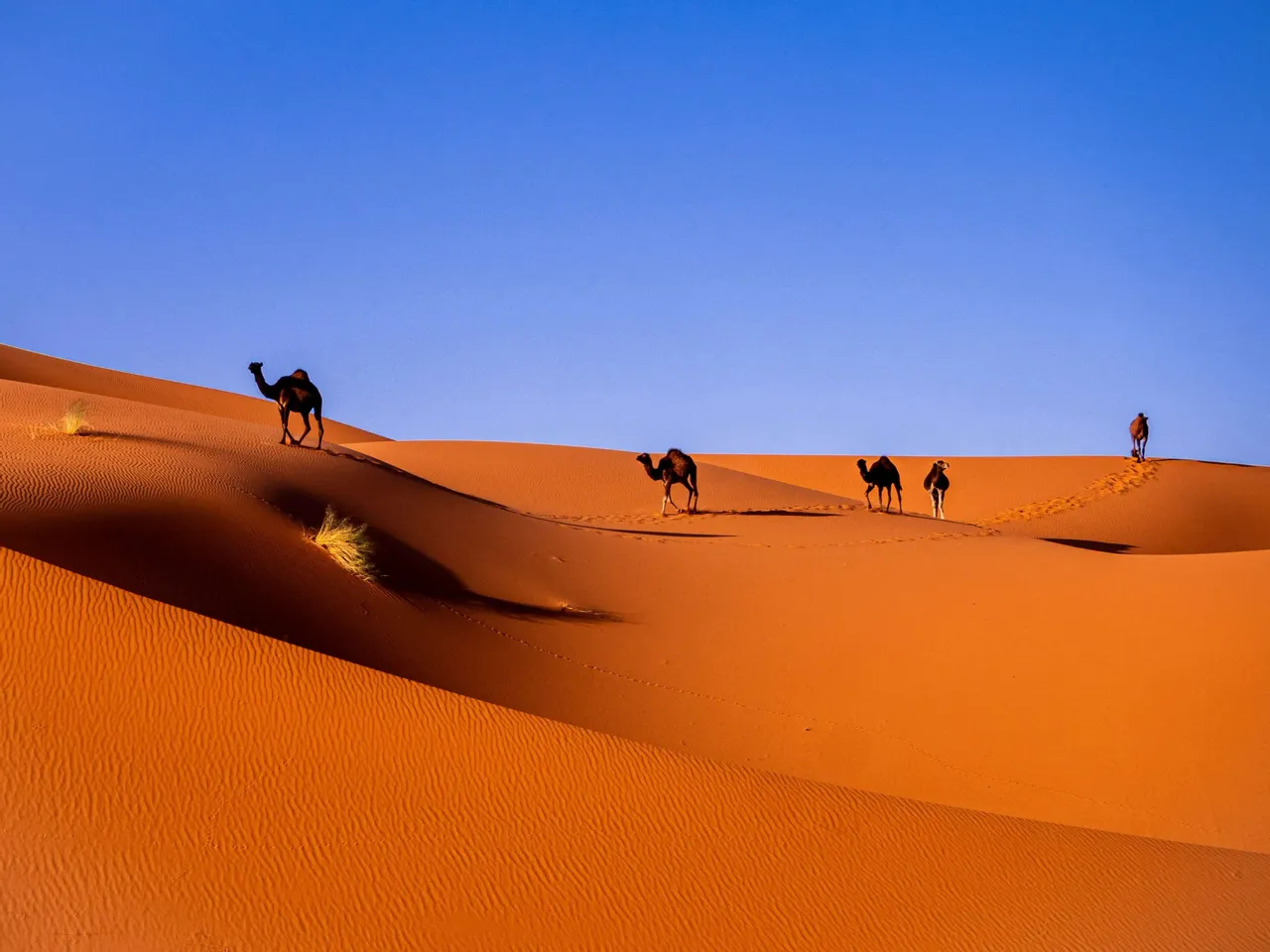 Marocco 360°: Marrakech, Chefchaouen, Fès e il deserto – Rabat